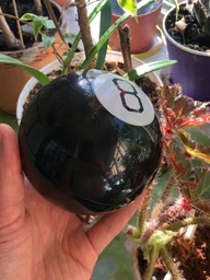 Магический шар-предсказатель UFT Magic Ball 8 10 см на русском языке (MagicBall810) фото от покупателей 3