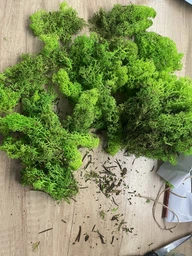 Стабилизированный мох ягель Nordic moss Зеленый травяной светлый 100 грамм фото от покупателей 2