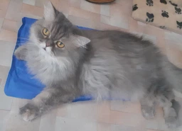 Коврик для собак и кошек Trixie охлаждающий 65х50 см Голубой (4011905286846)