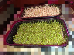 Набір для вирощування мікрозелені Panda microgreen на 7 врожаїв (ТОП 7 видів культур) фото от покупателей 15