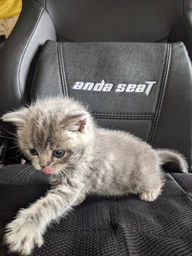 Carpathian Pet Food Kittens Для кошенят усіх порід у віці від 1 місяця до 1 року 12 кг фото от покупателей 12