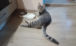 Миска Trixie для кошек, двойная, белая, 27х3х14 см (меламин/металл) фото от покупателей 11