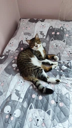 Покрывало Руно с ультразвуковой стежкой 150х212 см Полуторный Grey Cat двустороннее (Р360.52_Grey Cat) фото от покупателей 16