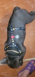 Шлей для собак Collar анатомічна H-подібна WAUDOG Nylon з QR-паспортом, пластиковий фастекс, М, Ш 20 мм, А 40-70, В 50-80 малюнок "NASA" (5542) фото від покупців 1