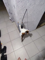Дражнилка для кота з пір'ям PET TOY CAPSBOARD (149001)