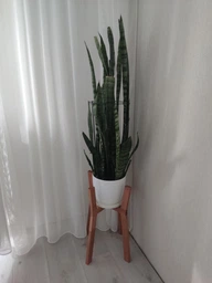 Підставка для вазонів WoodDecor косонога маленька бук 210x495x390 мм Чорна фото від покупців 1