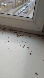 Гель от тараканов Wellpex StopCockroach 20 мл шприц инсектицид от тараканов муравьев насекомых мощный без запаха безопасный для детей животных приманка для уничтожения колонии прусаков фото от покупателей 4