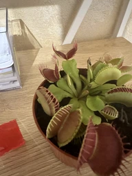 Венерина мухоловка. Дионея Floret фото от покупателей 12