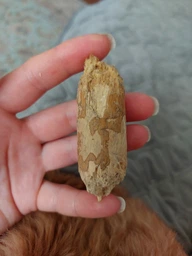 З кавового дерева Палиця HealthyDoggo Coffee Stick розмір S (до 5кг) фото від покупців 2