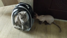 Переноска-рюкзак для животных 35 см х 42 см Черный фото от покупателей 15
