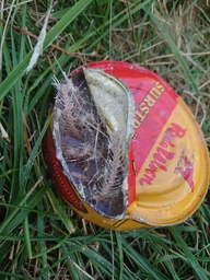 Сюрстремминг Surstromming Röda Ulven 400г банка (ферментированная сельдь Surströmming сюрстреминг) (22199) фото от покупателей 19