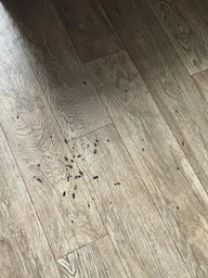 Комплект 2 шприца гель-паста средство от тараканов Targan-dez Stop Cockroach gel + Подарок Клеевая ловушка
