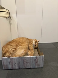 Кігтеточка-ліжко Trixie з котячою м'ятою картон 45х12х33 см (4011905480138) фото від покупців 1