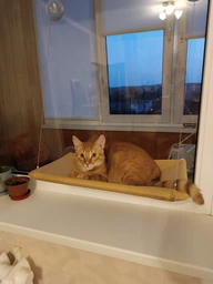 Подвесная лежанка - гамак для кошек Window Mounted Cat Bed