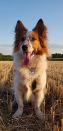 Адресник для Собак BronzeDog из Нержавеющей Стали Косточка Cеребристый 32*20 мм (90021) фото от покупателей 2
