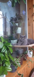 Лежанка для кошек оконный гамак с присосками на окно Sunny Seat Mounted Cat Bed до 22 кг Лёгкая Бежевая (3026)