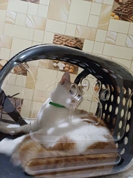 Сумка переноска mini Pet прозора для домашніх тварин (кішок, собак, кроликів і ін.) (Код: IBH010B) фото від покупців 2