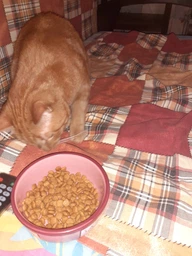 Сухой корм для кошек при заболеваниях почек на ранних стадиях Purina Pro Plan Veterinary Diets NF - Renal Function Early Care Feline 1.5 (кг) фото от покупателей 4