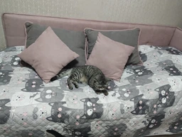 Покрывало Руно с ультразвуковой стежкой 150х212 см Полуторный Grey Cat двустороннее (Р360.52_Grey Cat) фото от покупателей 11