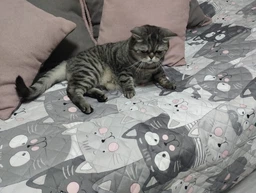 Покрывало Руно с ультразвуковой стежкой 150х212 см Полуторный Grey Cat двустороннее (Р360.52_Grey Cat) фото от покупателей 10