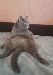 Сухий корм з куркою Club 4 Paws Клуб 4 Лапи для стерилізованих котів 2 кг (4820083909276) фото от покупателей 11