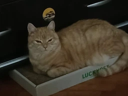 Царапка ЭКО "Подиум мини" картон LuckyPet, 24x50x5 фото от покупателей 7