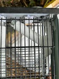Знищувач комах коморів і москітів Esperanza Swift 30 Вт (EHQ007) фото від покупців 4