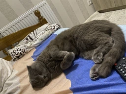 Корм сухой Brit Care Cat Grain Free Sterilized Immunity Support для стерилизованных котов для поддержки иммунитета со свининой фото от покупателей 6