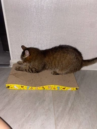 Когтеточка для кота кошек дряпка царапка картонная лежанка когтедралка точилка для когтей кошки котов VMHouse напольная когтеточки когтедралки из картона гофрокартона (0070-0101) фото от покупателей 6