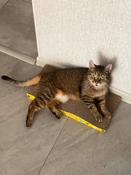 Когтеточка для кота кошек дряпка царапка картонная лежанка когтедралка точилка для когтей кошки котов VMHouse напольная когтеточки когтедралки из картона гофрокартона (0070-0101) фото от покупателей 5