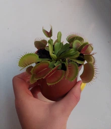 Венерина мухоловка. Дионея Floret фото от покупателей 9