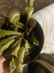 Растения Хищник Венерина мухоловка Дентата AlienPlants Dionaea muscipula Dentate размер M (SUN0018CP) фото от покупателей 2