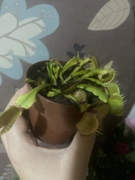Растения Хищник Венерина мухоловка Дентата AlienPlants Dionaea muscipula Dentate размер M (SUN0018CP) фото от покупателей 1
