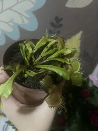Растения Хищник Венерина мухоловка Дентата AlienPlants Dionaea muscipula Dentate размер M (SUN0018CP)