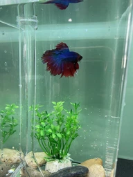 Маленький аквариум с подсветкой LED для рыбок самоочищающийся My Fun Fish SS-78 фото от покупателей 3