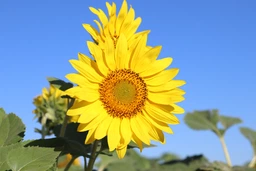 Фотоаппарат Canon EOS 250D BK 18-55 DC III (3454C009AA) фото от покупателей 3