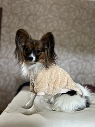 В'язаний махровий светр для собак Pet Style "Ведмедик" Блакитний XS фото від покупців 2