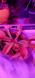 Венерина мухоловка. Дионея Floret фото от покупателей 8