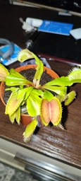 Венерина мухоловка. Дионея Floret фото от покупателей 7