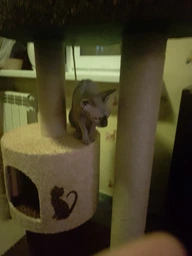 Кошачья когтеточка лазалка в домик с лежанкой для кошек кото 90х60х40см молочно бордовая фото от покупателей 3