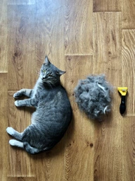 Фурмінатор з кнопкою для маленьких короткошерстих собак та котів FURminator short Hair Small Dog 4.5 см фото від покупців 3