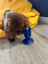 Іграшка жувальна Bronzedog зубна щітка з можливістю використання ласощів фото від покупців 5