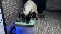 Автопоилка для кошек и собак Noxon AutoWater Clean 2в1 автоматическая поилка фонтан с фильтром и защитой от сухости + адаптер в подарок (NAW01) фото от покупателей 13
