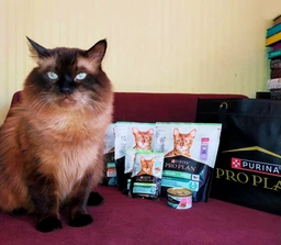 Сухий корм для стерилізованих котів Purina Pro Plan Sterilised Adult 1+ Savoury Duo Пуріна Проплан з тріскою та фореллю 3 кг (7613036732550) фото от покупателей 1