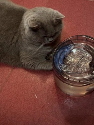 Питний фонтан для котів та собак 1.5L Pet Water FOUNTAIN з фільтром Зелений