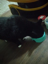 Сухой корм Purina Pro Plan Sterilised с кроликом для стерилизованных кошек и кастрированных котов 1,5 кг фото от покупателей 15