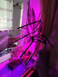 Фитолампа для роста растений на прищепке фитосветильник для комнатных цветов, рассады, орхидей на 4 лампы фото от покупателей 19