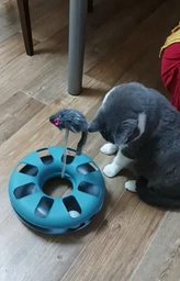 Іграшка для котів трек ігровий з мишкою Trixie Crazy Circle 24*29 см фото від покупців 12