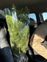 Араукарія Araucaria кімнатна ялина, 50-60 см, об'єм горщика 1л фото від покупців 3