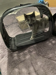 Сумка переноска mini Pet прозора для домашніх тварин (кішок, собак, кроликів і ін.) (Код: IBH010B) фото від покупців 1